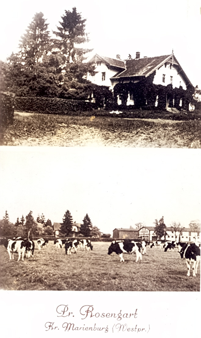 Gehöft und Kuhweide – historische Postkarte aus Pr. Rosengart